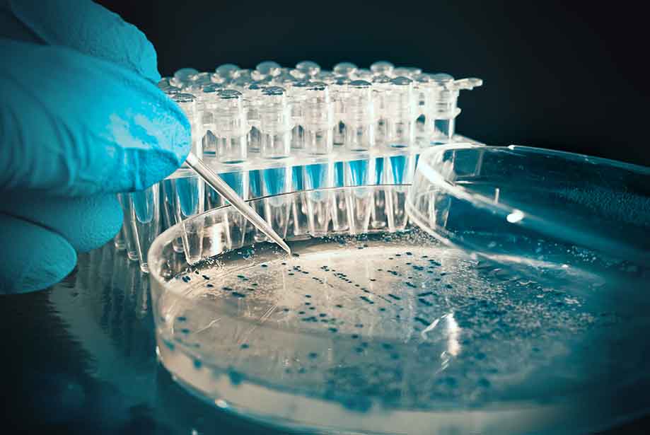 Mouse cross linked N-telopeptide of type
