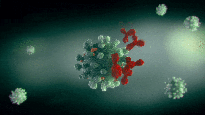 Immune Central